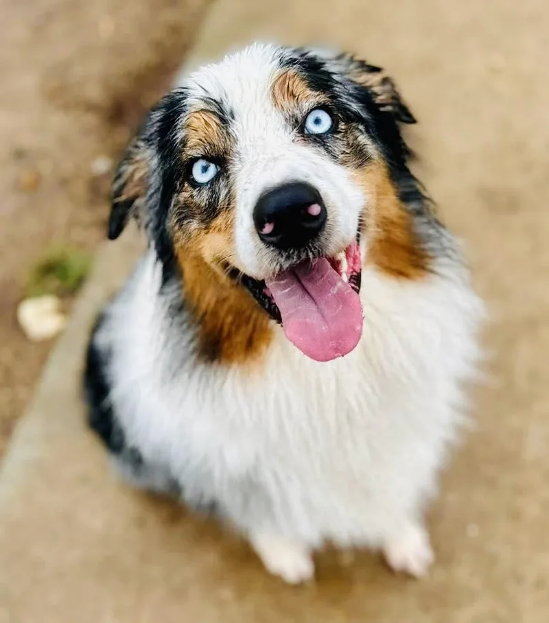 An adult medium-sized male Merle (Blue) Australian Shepherd dog named Arph   Conway for adoption in North Richland Hills, TX