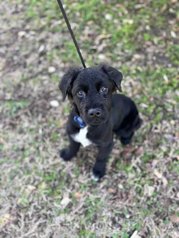 Brantley thumbnail 2