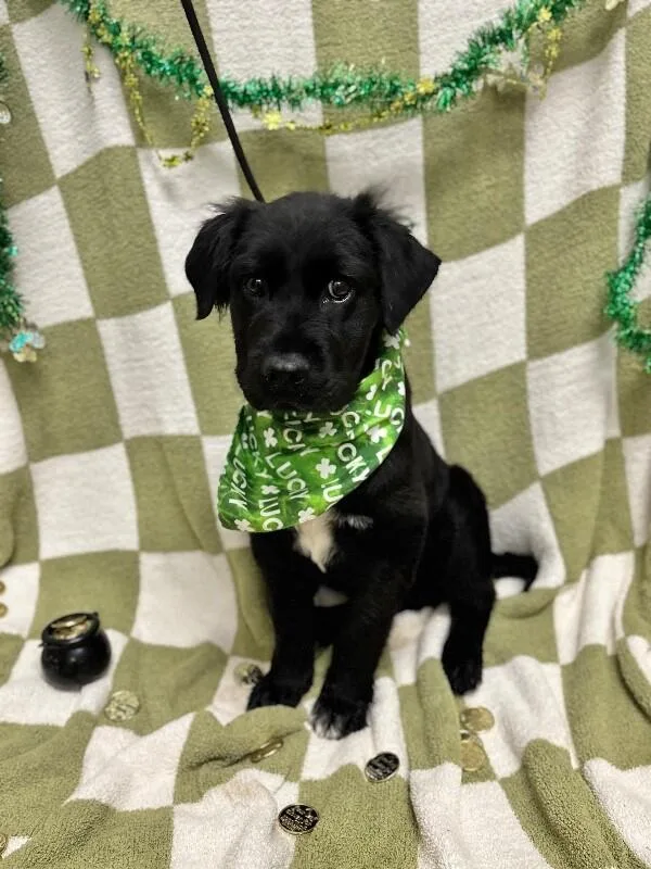 Brantley thumbnail 3