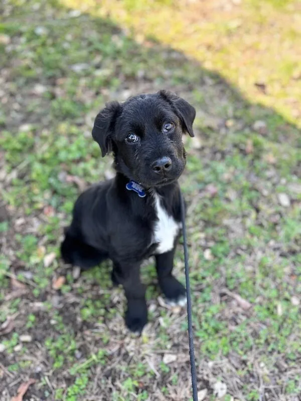 Brantley thumbnail 4