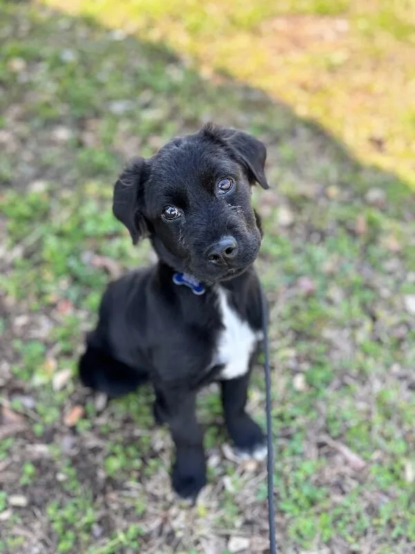 Brantley thumbnail 5