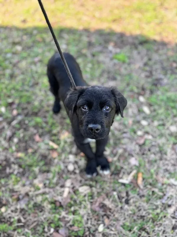 Brantley thumbnail 6