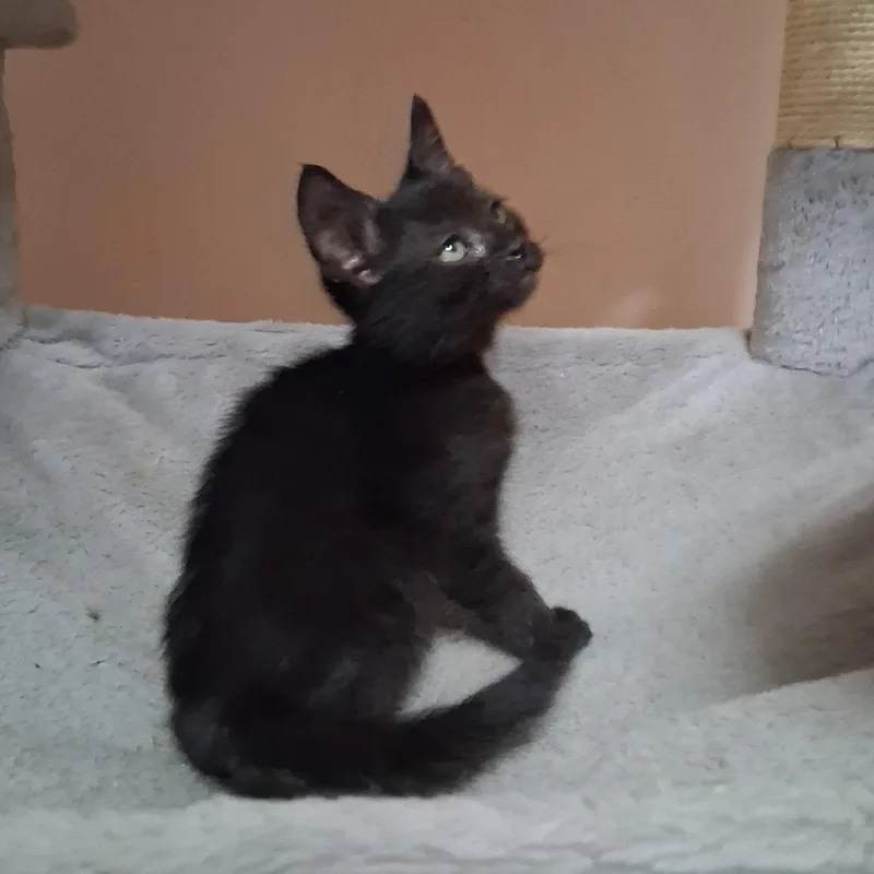 Tippy Toes