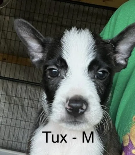 Tux