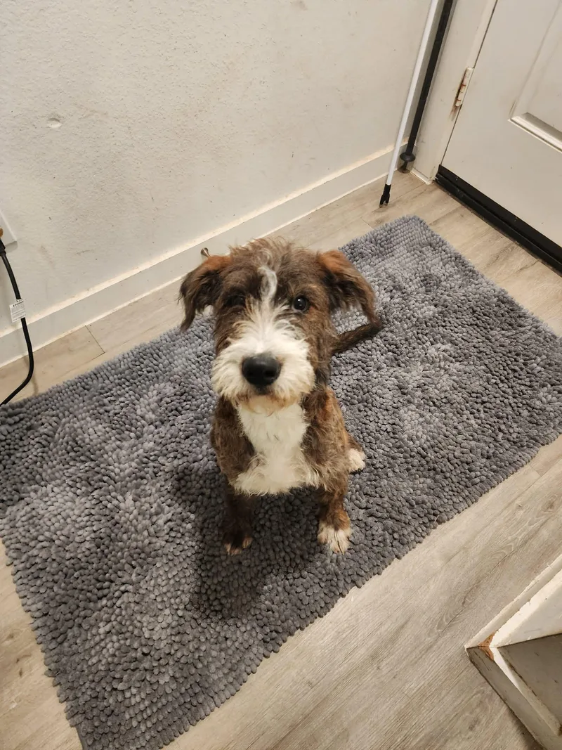 A baby large-sized male Tricolor (Brown, Black, & White) Schnauzer dog named Gregory for adoption in Mooresville, NC