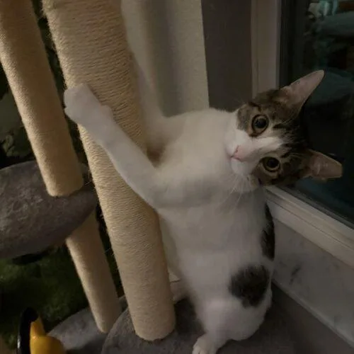 A young medium-sized male Domestic Short Hair cat named Atticus Finch for adoption in Tampa, FL