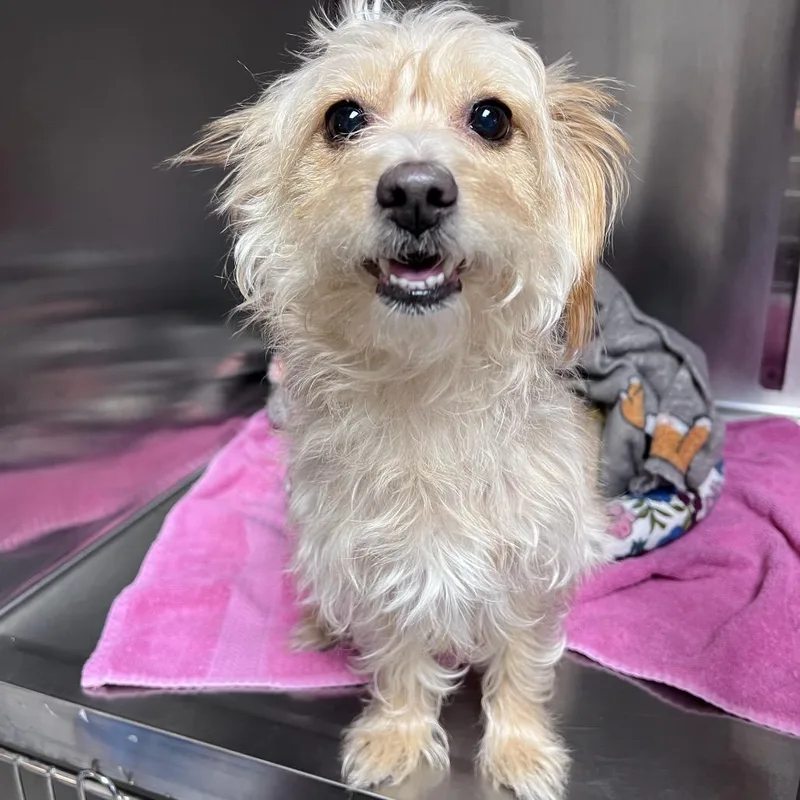 A senior small-sized female Apricot / Beige Yorkshire Terrier dog named Queenie for adoption in Easton, PA