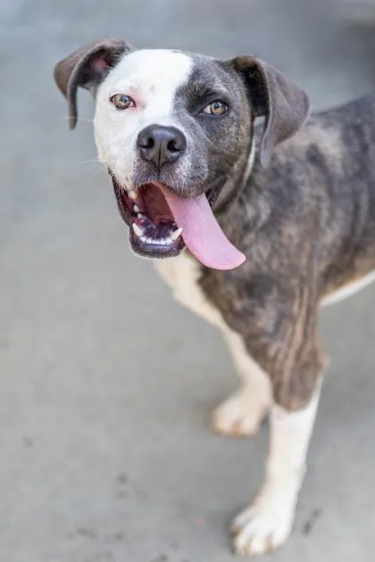 An adult medium-sized male Mixed Breed dog named Polaroid for adoption in Chamblee, GA