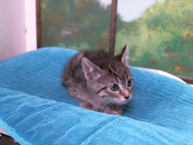 A baby small-sized female Domestic Short Hair cat named Susu for adoption in Houston, TX