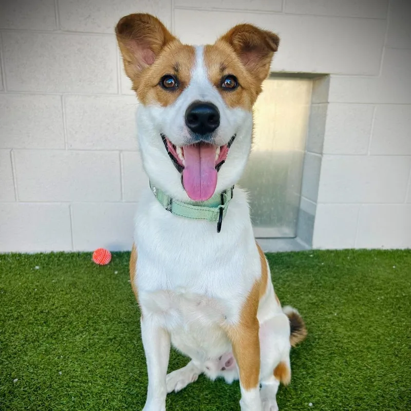 A young medium-sized male White / Cream Mixed Breed dog named Buddy for adoption in Englewood, FL