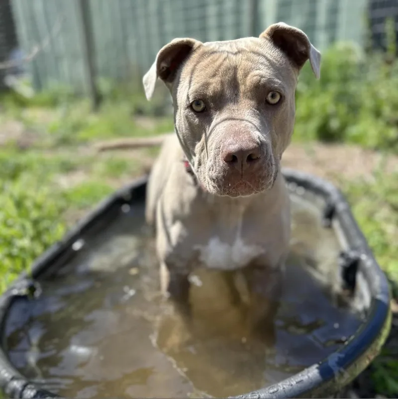 Lady Kim thumbnail 4