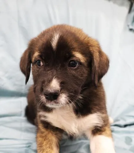 A baby medium-sized male Shepherd dog named Froyo for adoption in Thief River Falls, MN