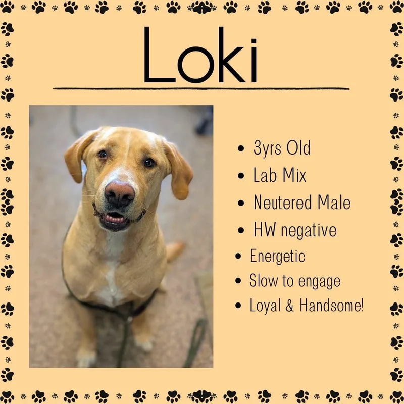 Loki