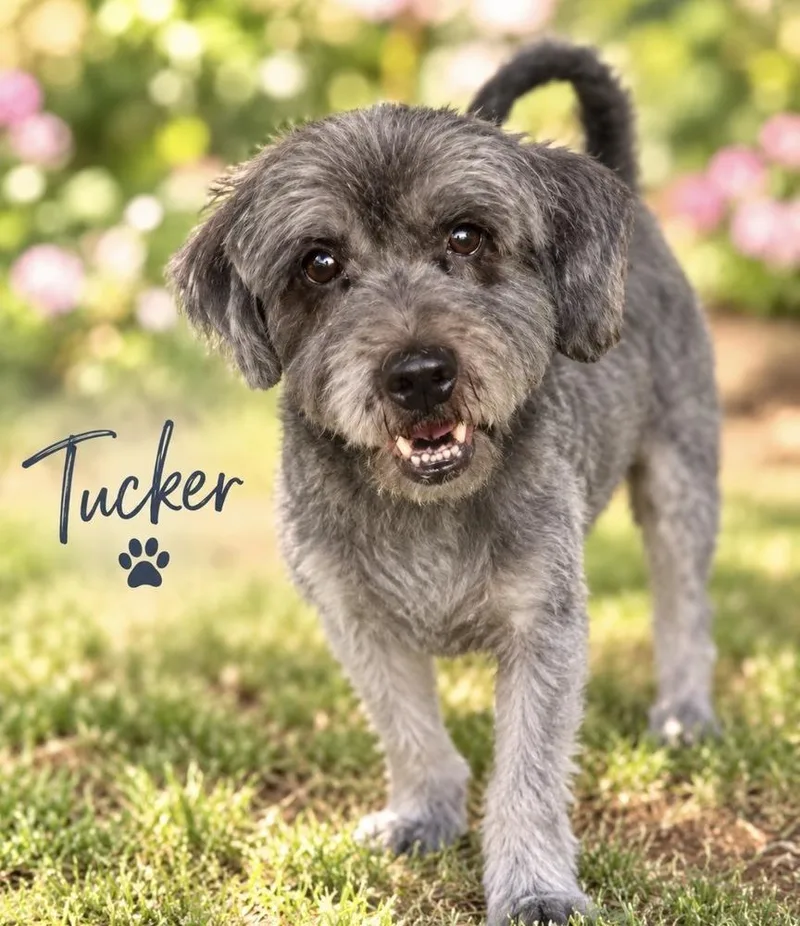 An adult medium-sized male Black Schnauzer dog named Tucker for adoption in Cedartown, GA
