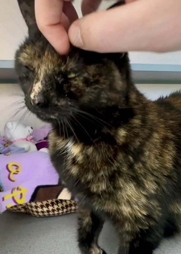 Lovey Cupcake thumbnail 2