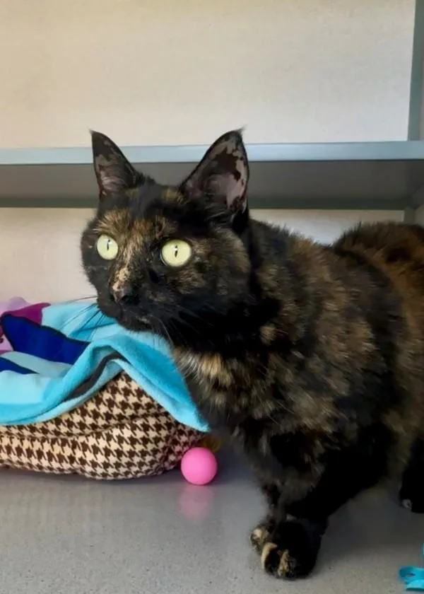 Lovey Cupcake thumbnail 3