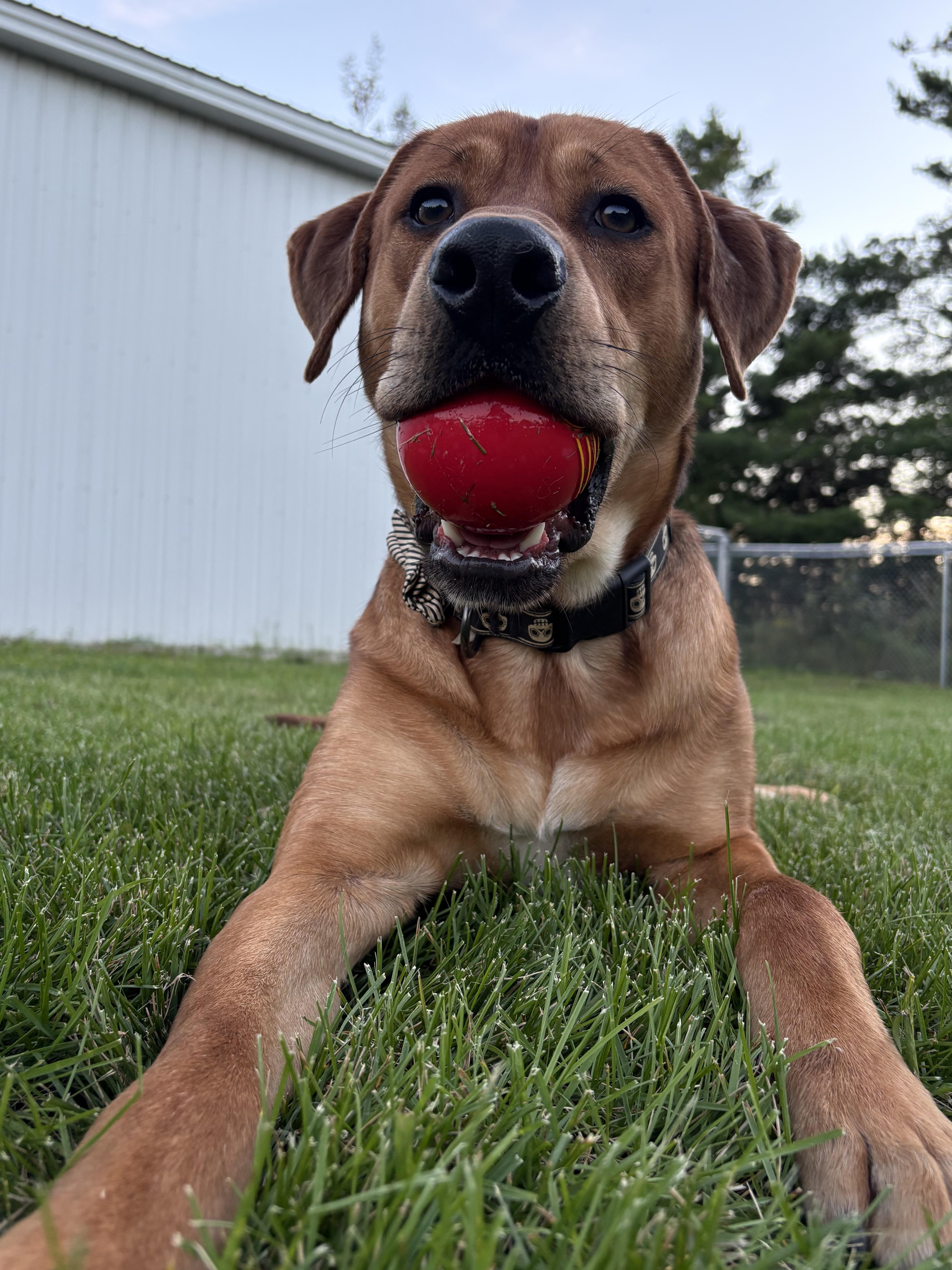 An adult large-sized male Golden Labrador Retriever dog named Rufus for adoption in Alpena, MI