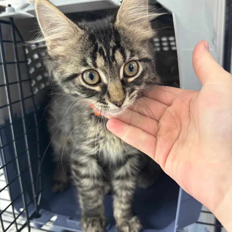A baby small-sized female Domestic Medium Hair cat named Bridgette for adoption in Indianapolis, IN