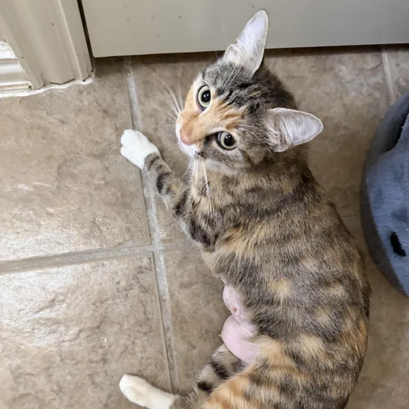 A young medium-sized female Calico Domestic Short Hair cat named Sheila for adoption in Prosper, TX