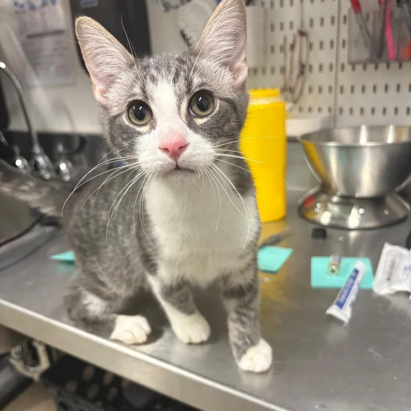 A baby medium-sized male Gray / Blue / Silver Domestic Short Hair cat named Woody for adoption in League City, TX