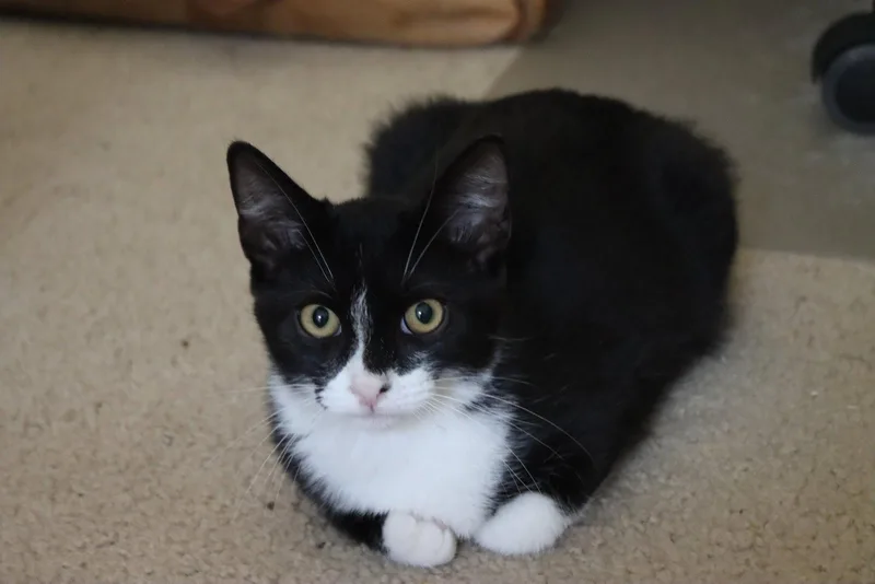 Carlos
