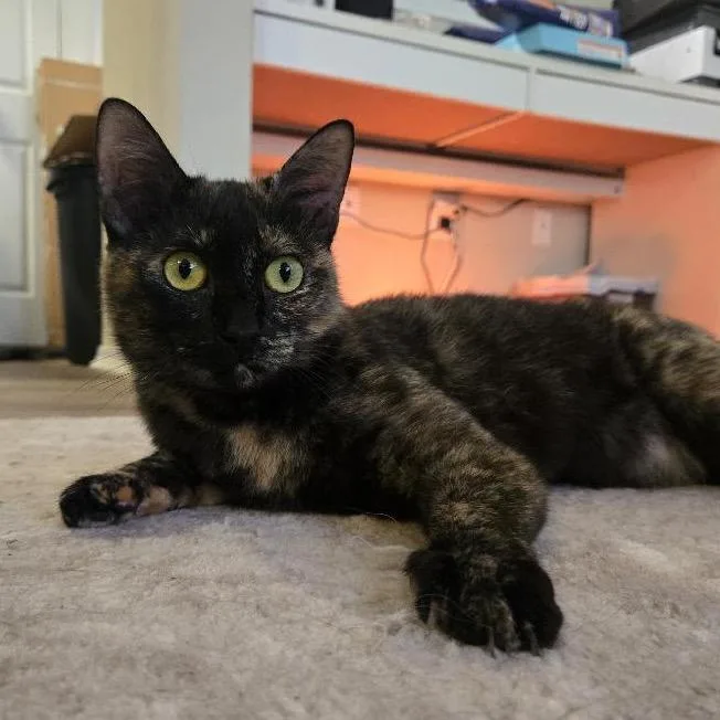 Marie Curie thumbnail 3