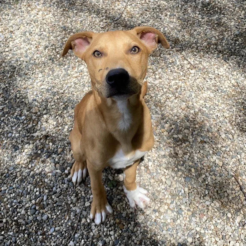 A baby medium-sized male Yellow / Tan / Blond / Fawn Mixed Breed dog named Swiss for adoption in West Olive, MI