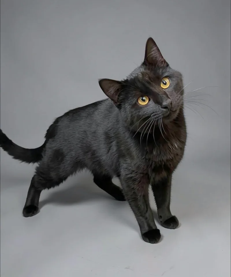 A young small-sized male Black Domestic Short Hair cat named Fan for adoption in Germanton, NC