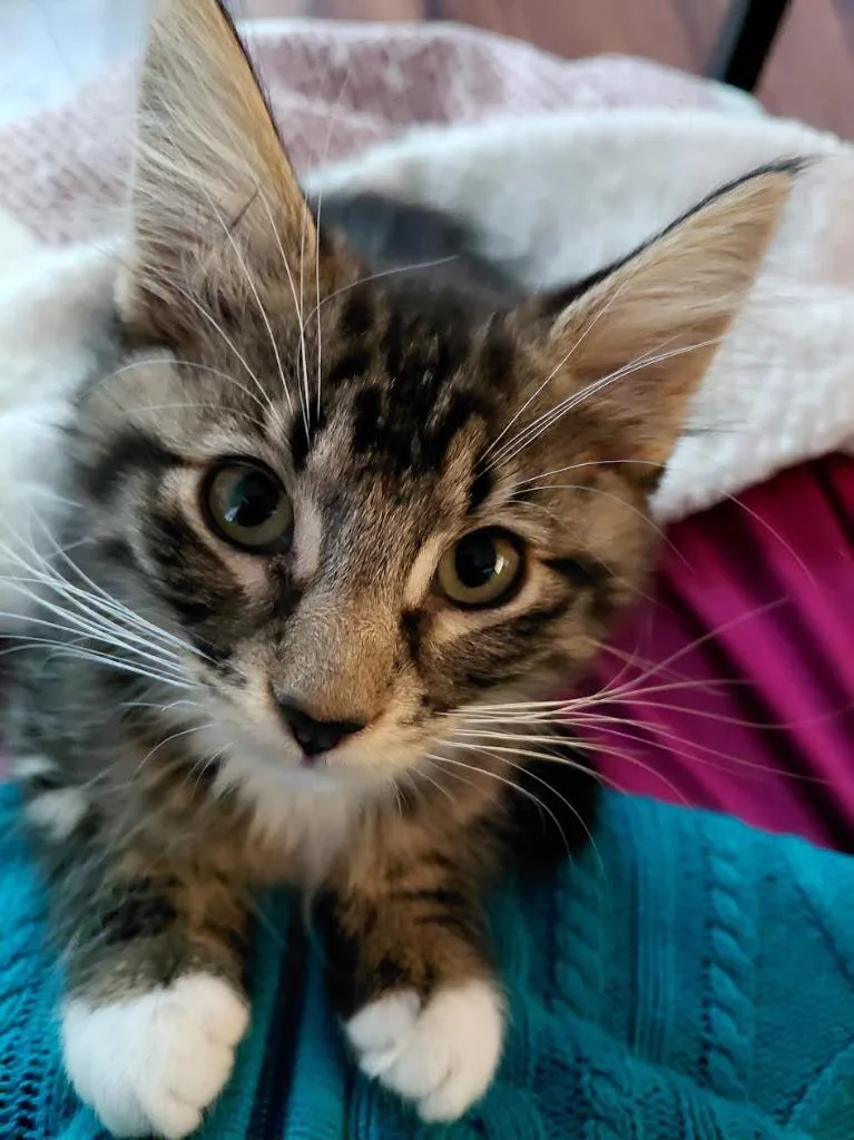 A baby medium-sized male Domestic Medium Hair cat named Frisbee for adoption in Salt Lake City, UT
