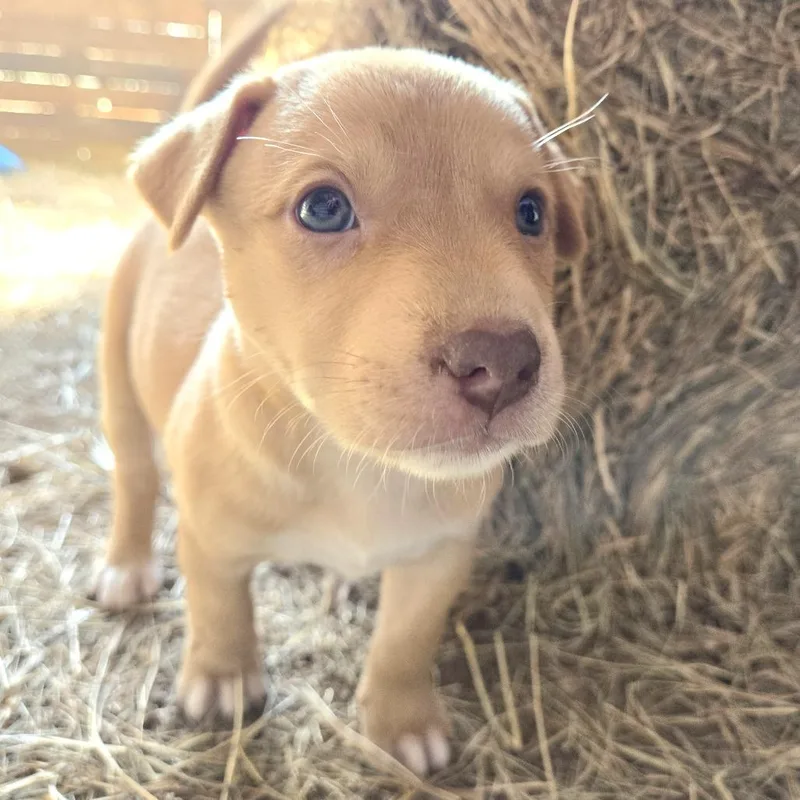 A baby small-sized female Golden Shepherd dog named Niya for adoption in Harlingen, TX