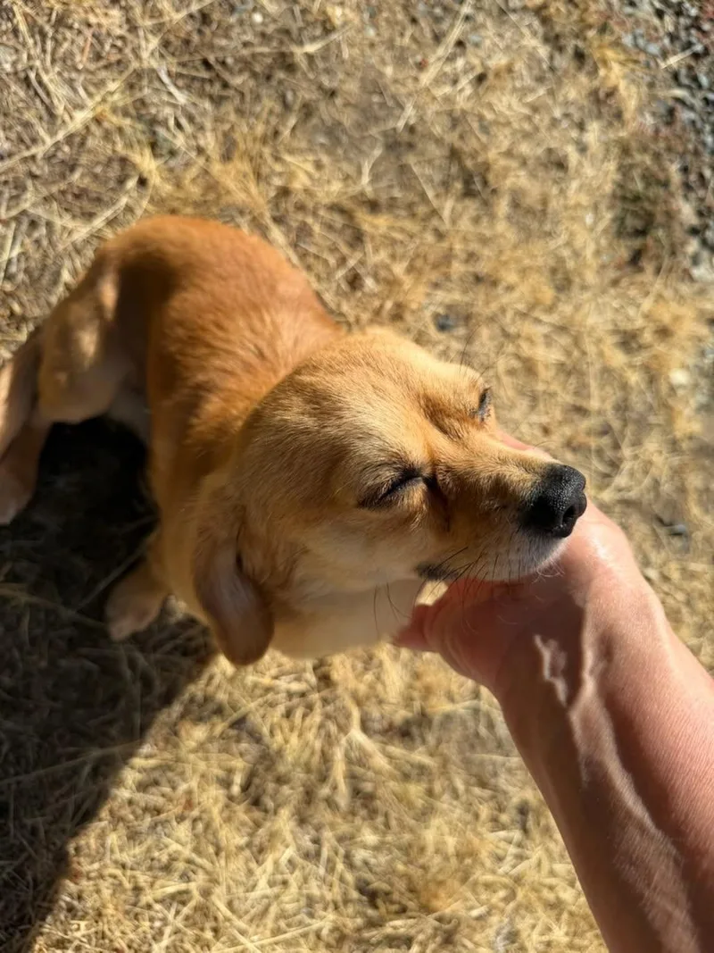 Pinetree  Daschund Mix