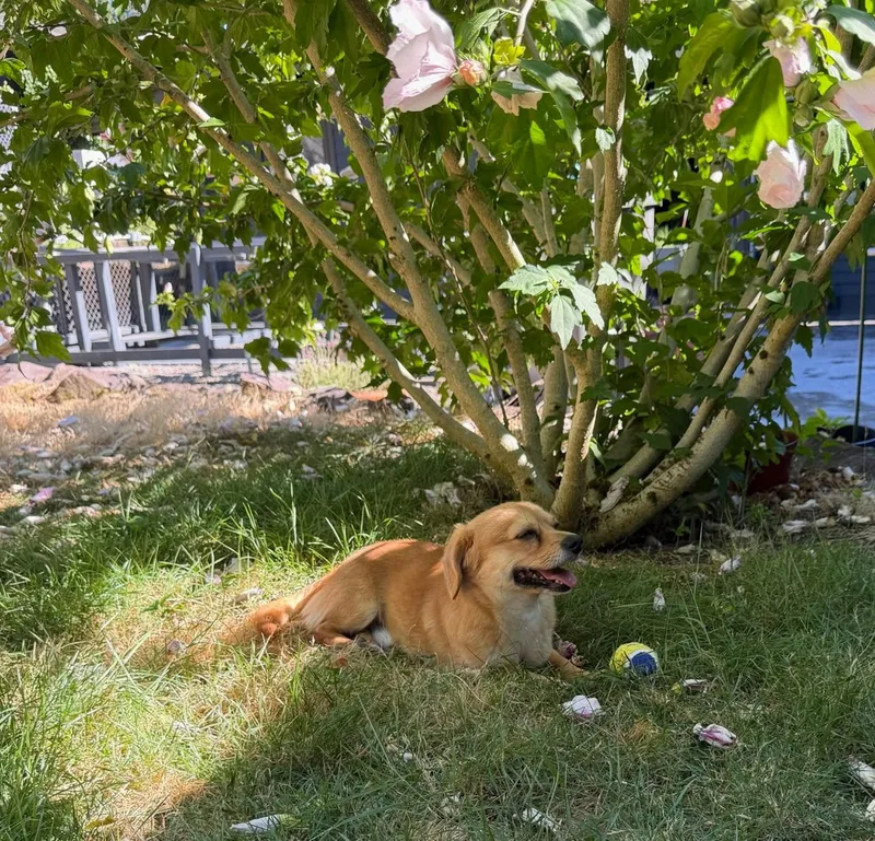 Pinetree  Daschund Mix thumbnail 2