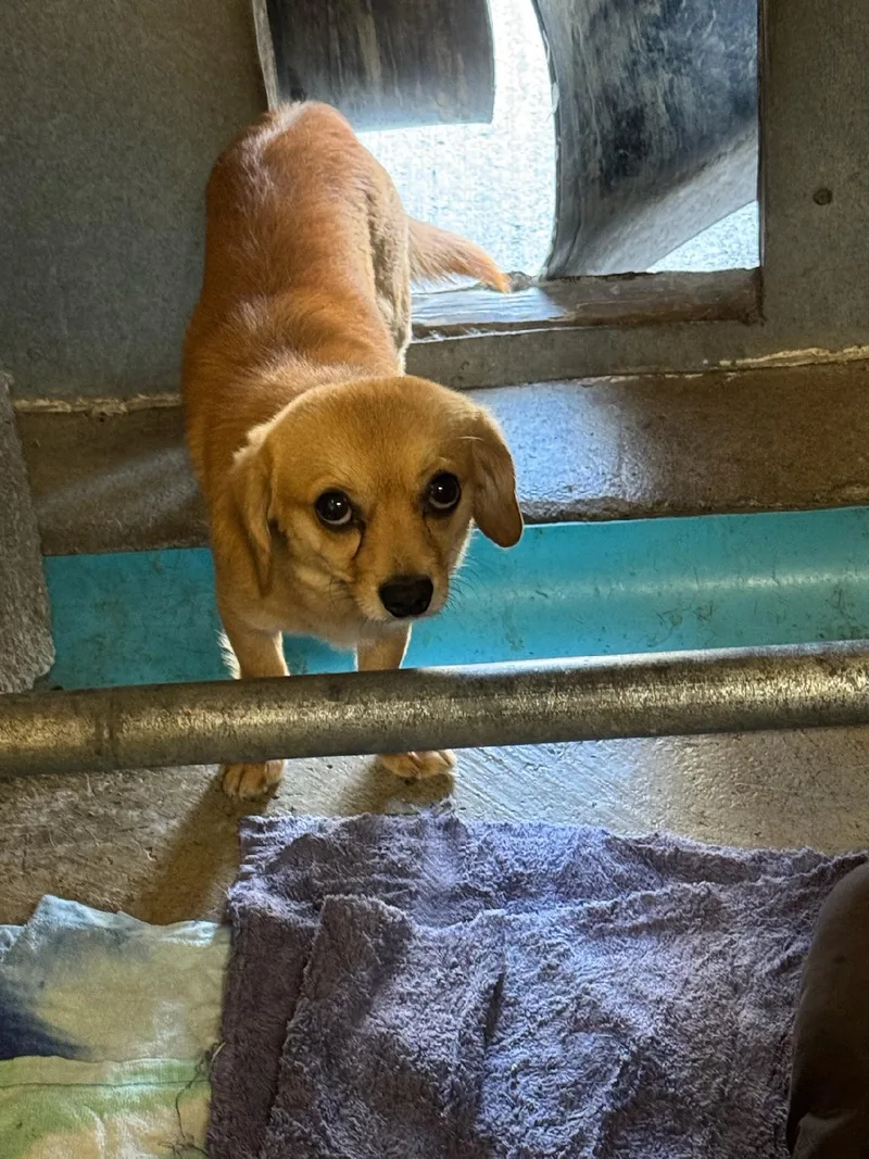 Pinetree  Daschund Mix thumbnail 3