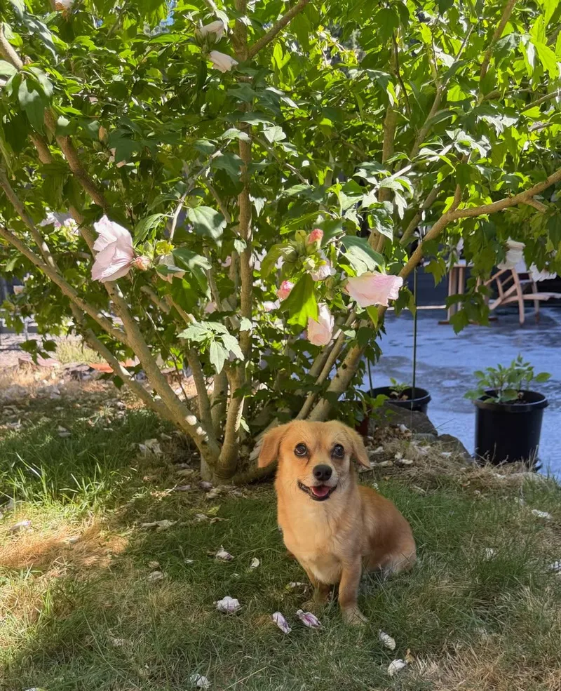 Pinetree  Daschund Mix thumbnail 4