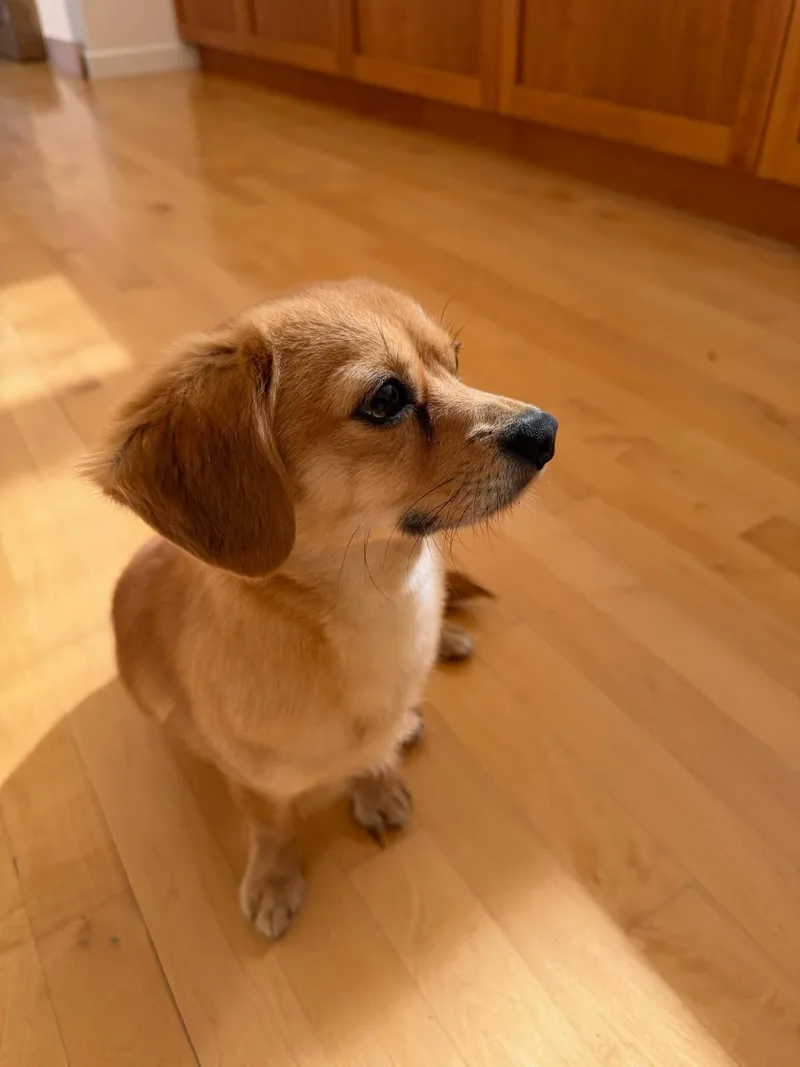 Pinetree  Daschund Mix thumbnail 5