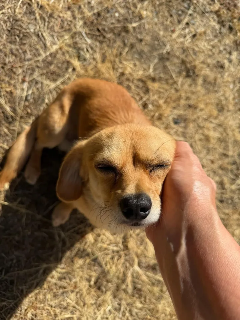 Pinetree  Daschund Mix thumbnail 6