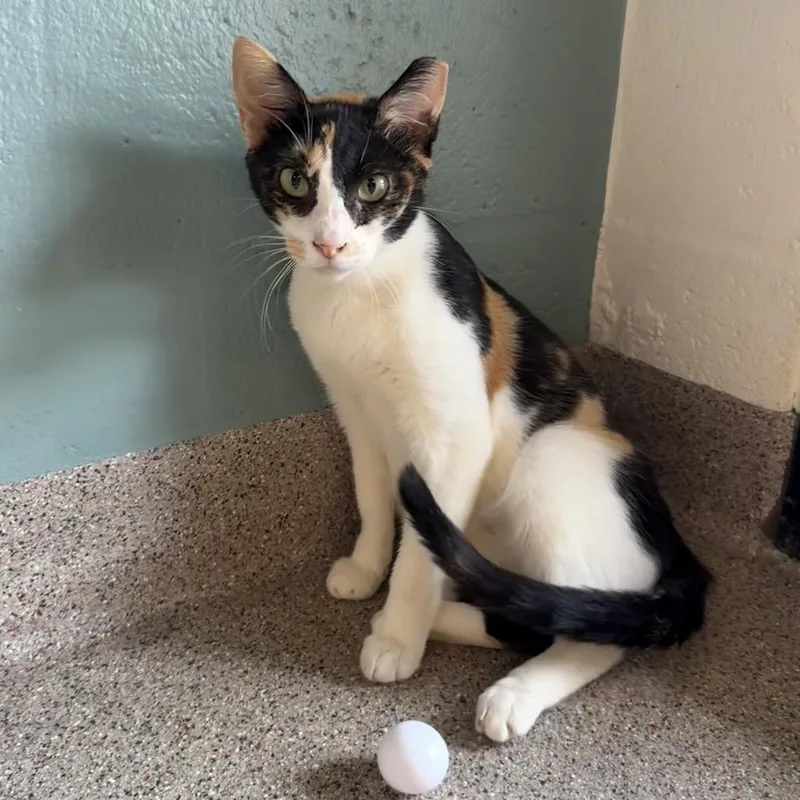 An adult medium-sized female Calico Domestic Short Hair cat named Sophia for adoption in Sarasota, FL