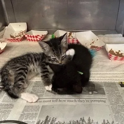 A baby small-sized male Brown / Chocolate Domestic Short Hair cat named Sofi for adoption in Hawthorne, CA