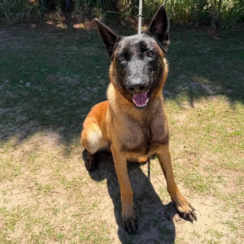 A young medium-sized female Black Belgian Shepherd / Malinois dog named Melody for adoption in Foley, AL
