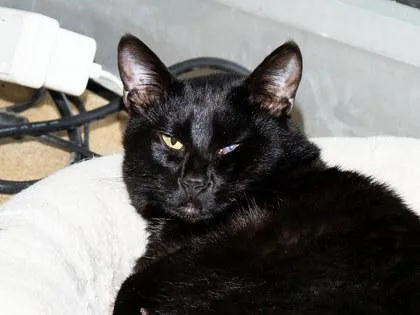 A young small-sized female Domestic Short Hair cat named Pine for adoption in Longmont, CO