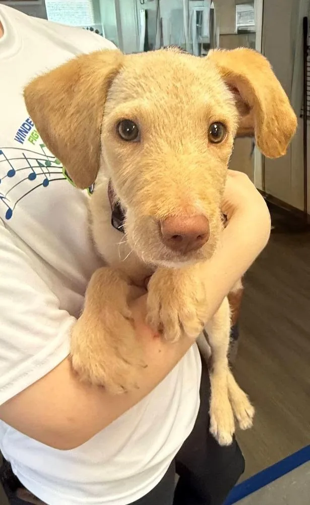 A baby medium-sized female Labradoodle dog named Ladybug for adoption in Winter Garden, FL