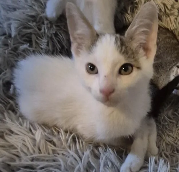 A baby small-sized male White Turkish Van cat named Docket  NASA Litter for adoption in Anthem, AZ