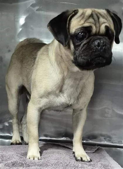 An adult medium-sized male Yellow / Tan / Blond / Fawn Pug dog named Pulga for adoption in El Paso, TX