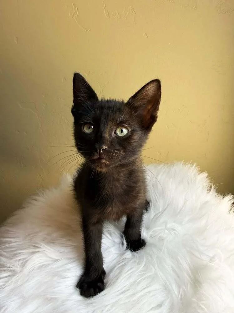 A baby small-sized male Black Domestic Short Hair cat named Famous Amos for adoption in tucson, AZ