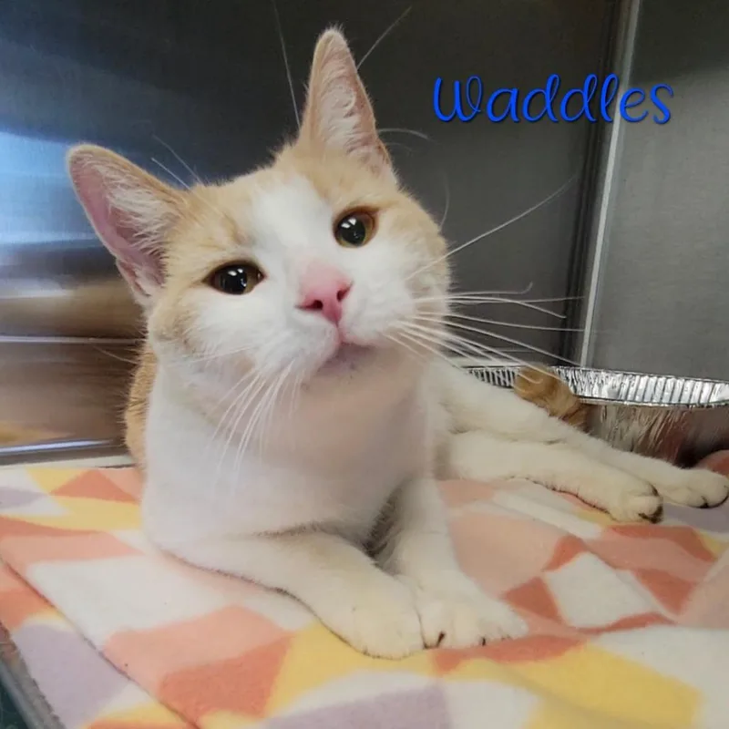 Waddles thumbnail 3