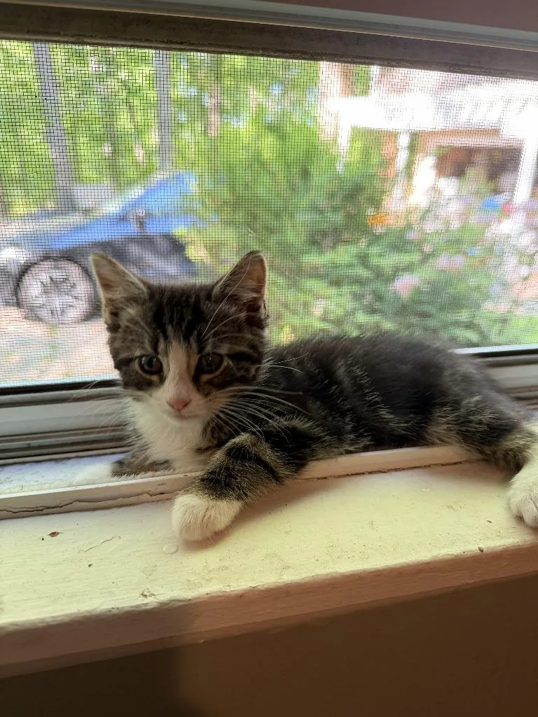 A baby medium-sized male Domestic Short Hair cat named Leafs for adoption in Pomona, NY