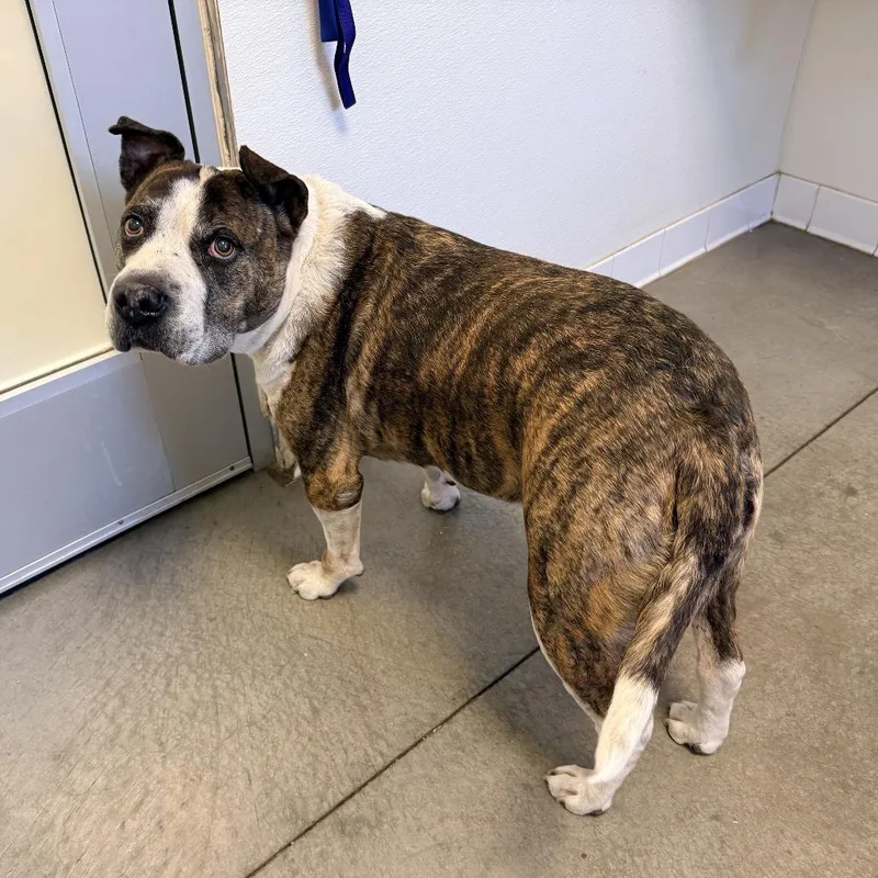 A senior large-sized female Brindle Pit Bull Terrier dog named Charlene for adoption in Rifle, CO