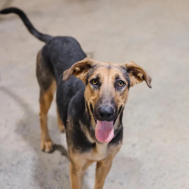 An adult large-sized female Black Shepherd dog named Lucy for adoption in Parrish, AL