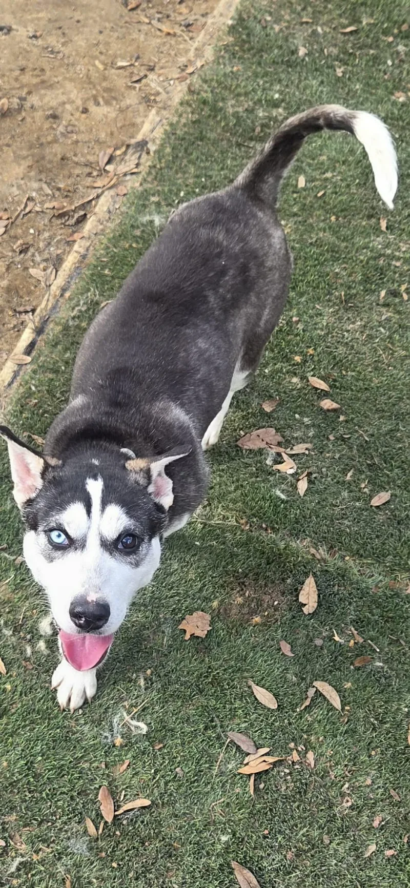 A young medium-sized female Siberian Husky dog named Heaven for adoption in Lakeland, FL