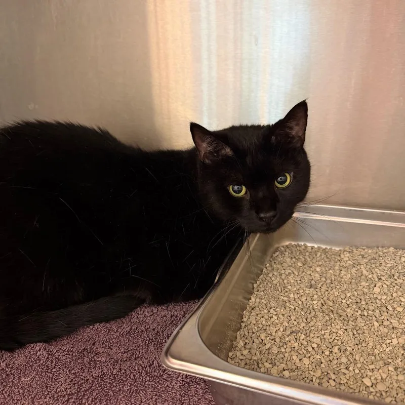 A senior large-sized male Black Domestic Short Hair cat named Jasper for adoption in Englewood, FL
